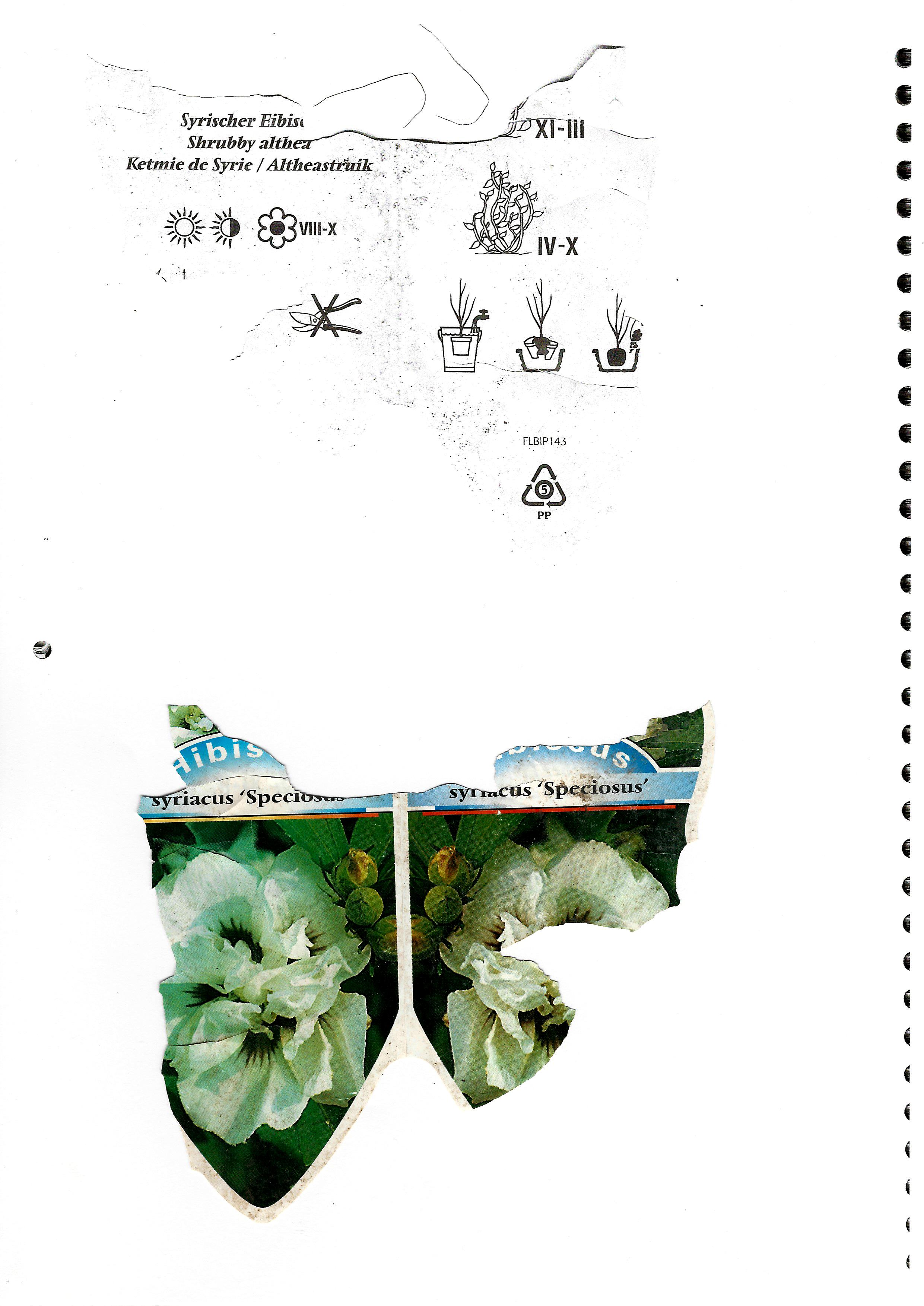 Hibiscus Syriacus Speciosus.jpg